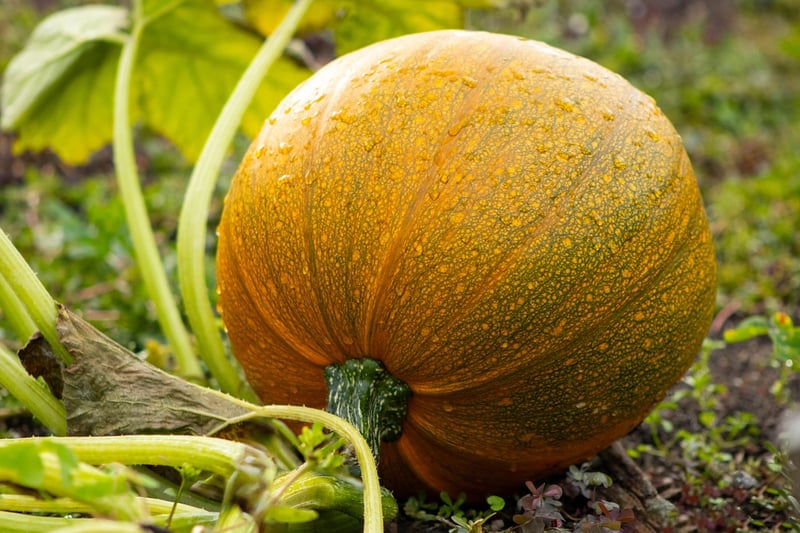 Assortment of Fall Squash